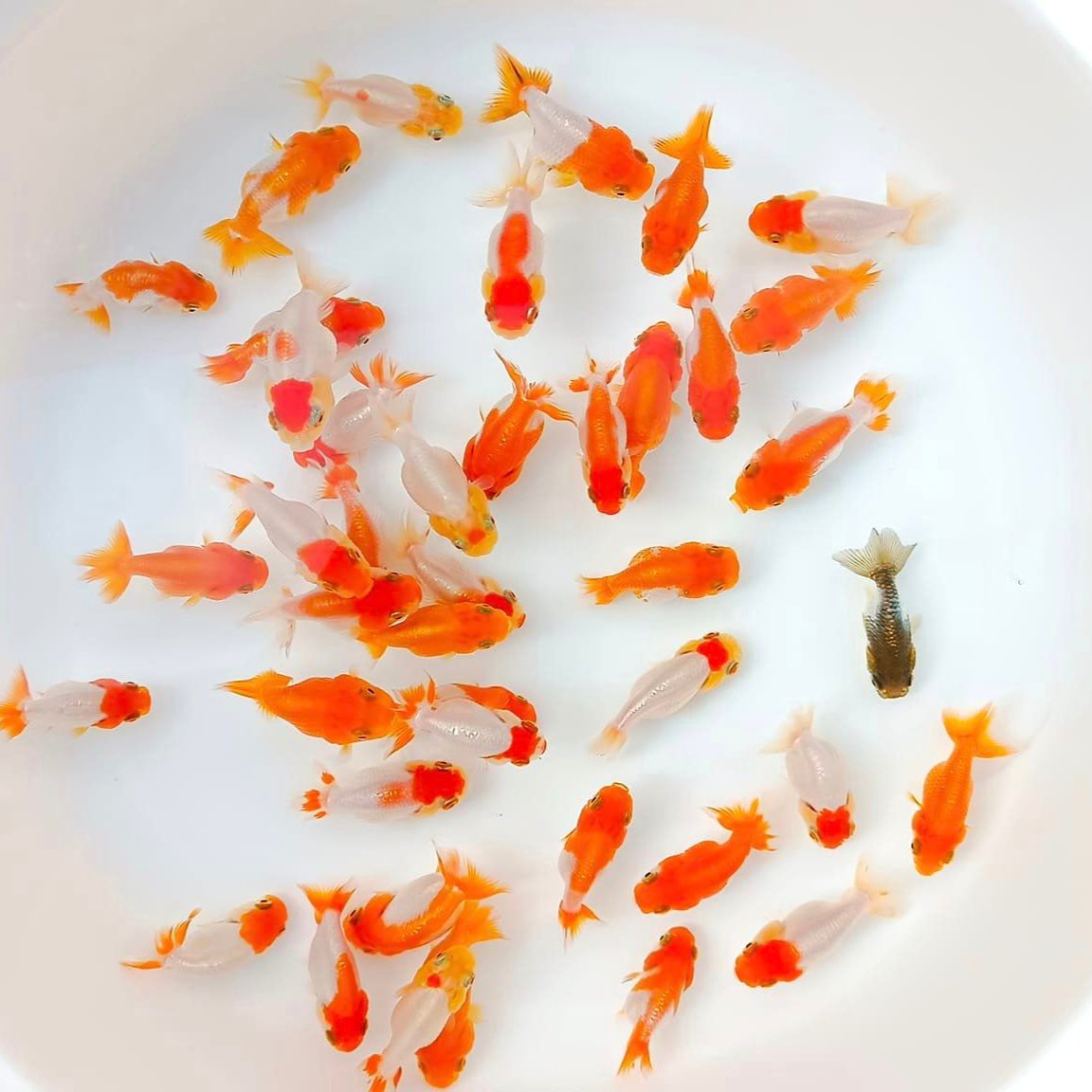 Hybrid Red And White Ranchu Goldfish | Grower Pick