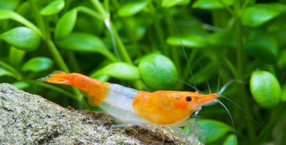 Orange Rili Neocaridina Shrimp