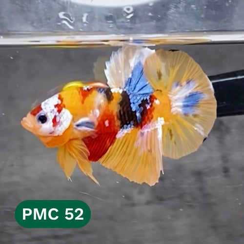 Multicolor Plakat Male Betta Fish |Show Grade|  You Pick Fish