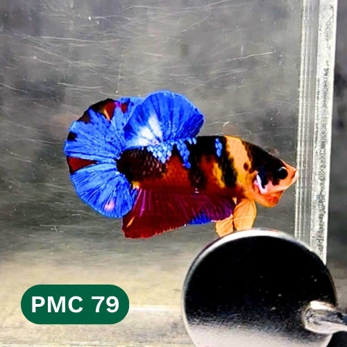 Multicolor Plakat Male Betta Fish |Show Grade|  You Pick Fish