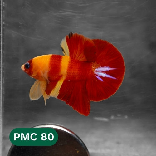 Multicolor Plakat Male Betta Fish |Show Grade|  You Pick Fish