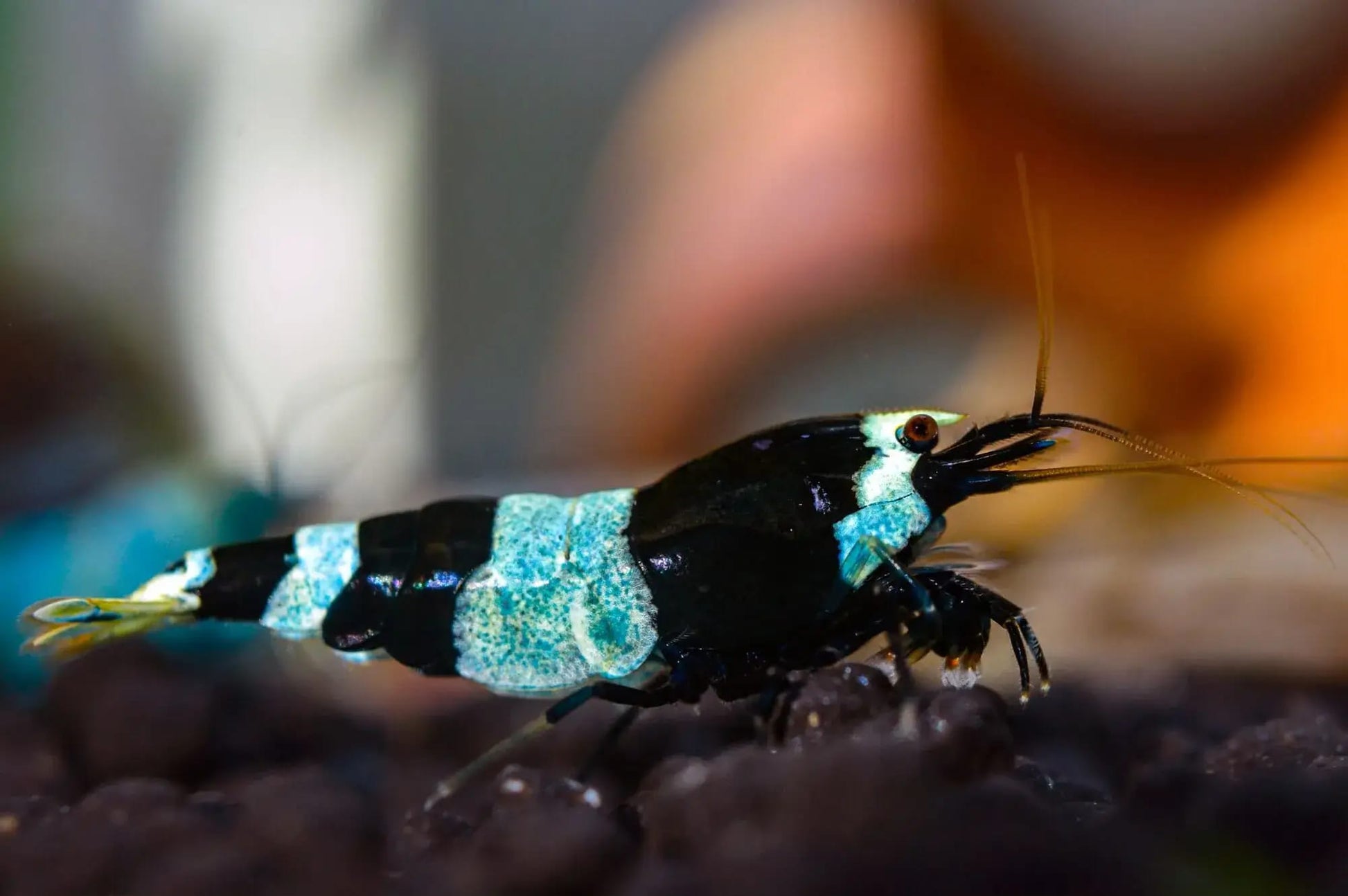 Shadow Panda Caridina Shrimp