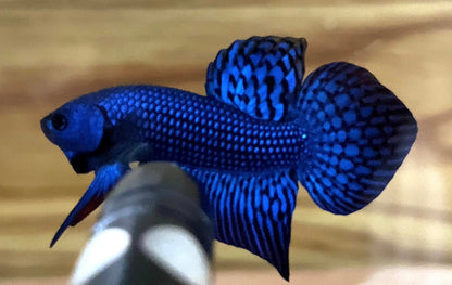 Wild Alien Blue Male Betta Fish