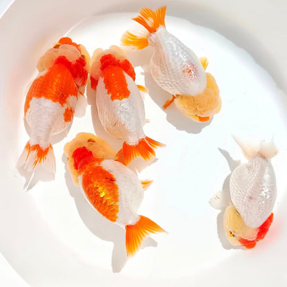 Red And White Double Chin Chubby Face Ranchu Goldfish | Grower Pick