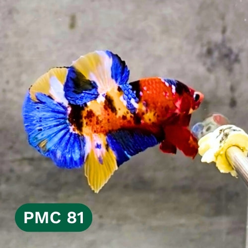 Multicolor Plakat Male Betta Fish |Show Grade|  You Pick Fish