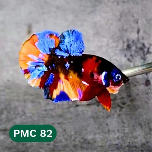 Multicolor Plakat Male Betta Fish |Show Grade|  You Pick Fish