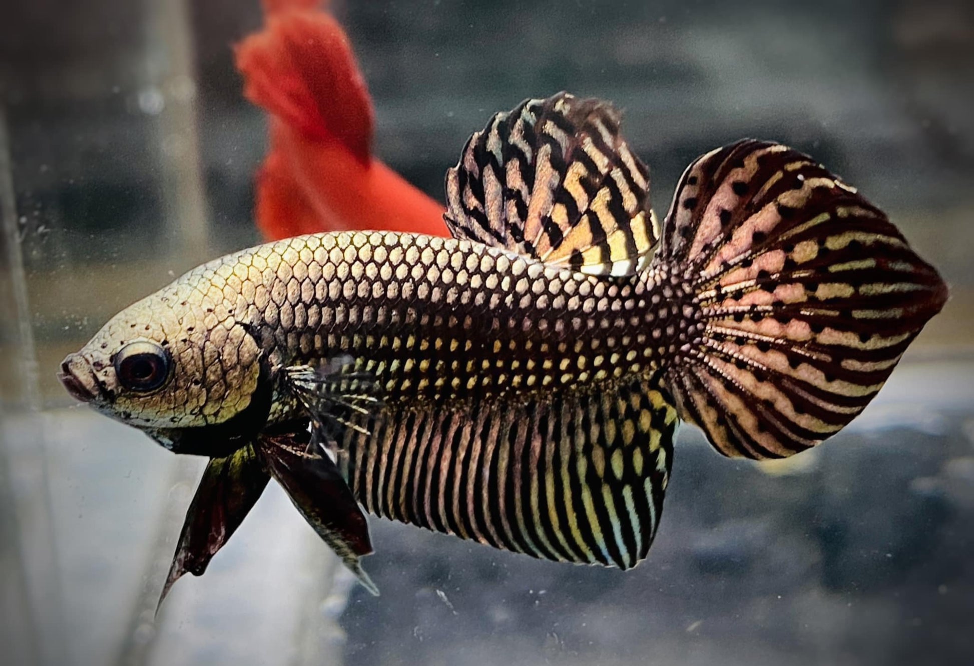 Wild Alien Copper Male Betta Fish