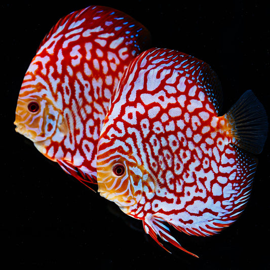 Red Pigeon Checkerboard Discus