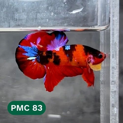 Multicolor Plakat Male Betta Fish |Show Grade|  You Pick Fish