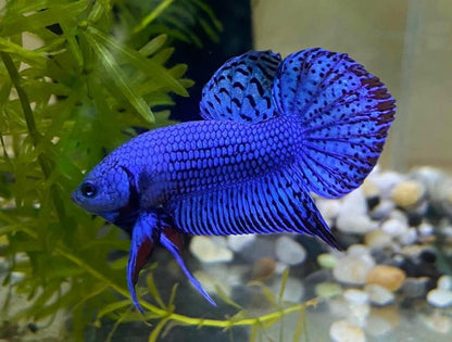 Wild Alien Blue Male Betta Fish