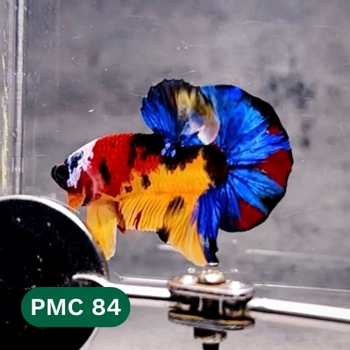 Multicolor Plakat Male Betta Fish |Show Grade|  You Pick Fish