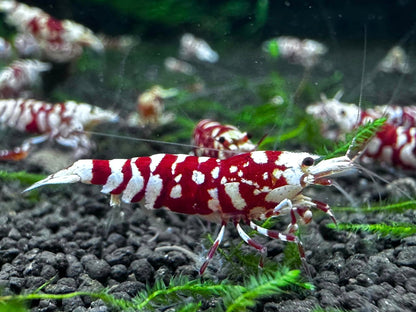 Red Fancy Tiger Caridina Shrimp