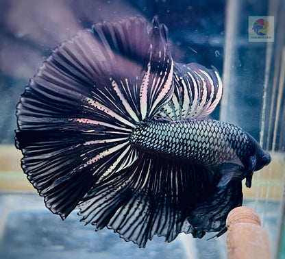 Black Copper Halfmoon Male Betta Fish