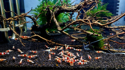 Crystal Red Caridina Shrimp