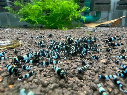 Shadow Panda Caridina Shrimp