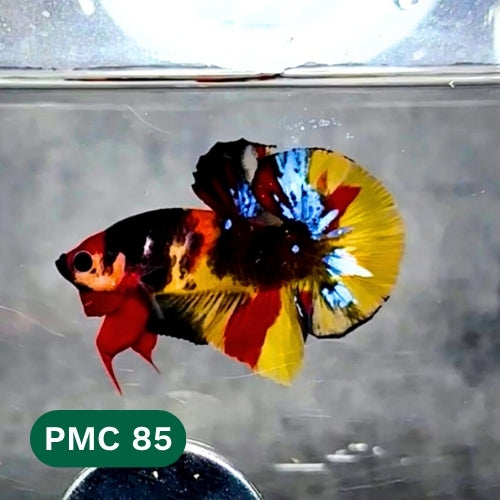 Multicolor Plakat Male Betta Fish |Show Grade|  You Pick Fish