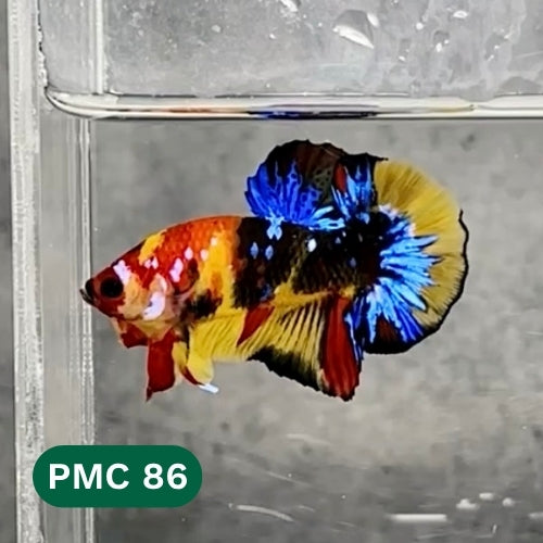 Multicolor Plakat Male Betta Fish |Show Grade|  You Pick Fish