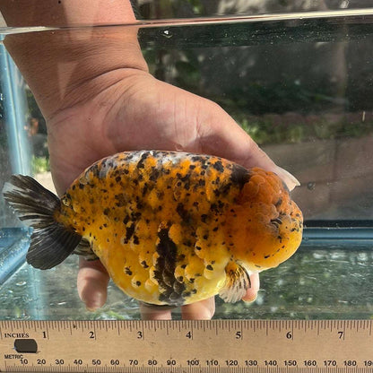 AAA Grade Giant Size Ranchu Tiger 6-7  Inches