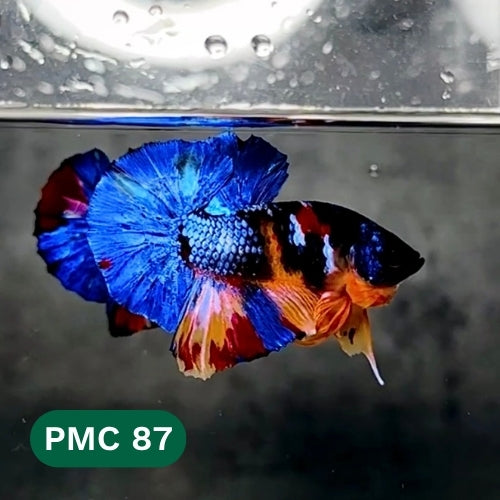 Multicolor Plakat Male Betta Fish |Show Grade|  You Pick Fish