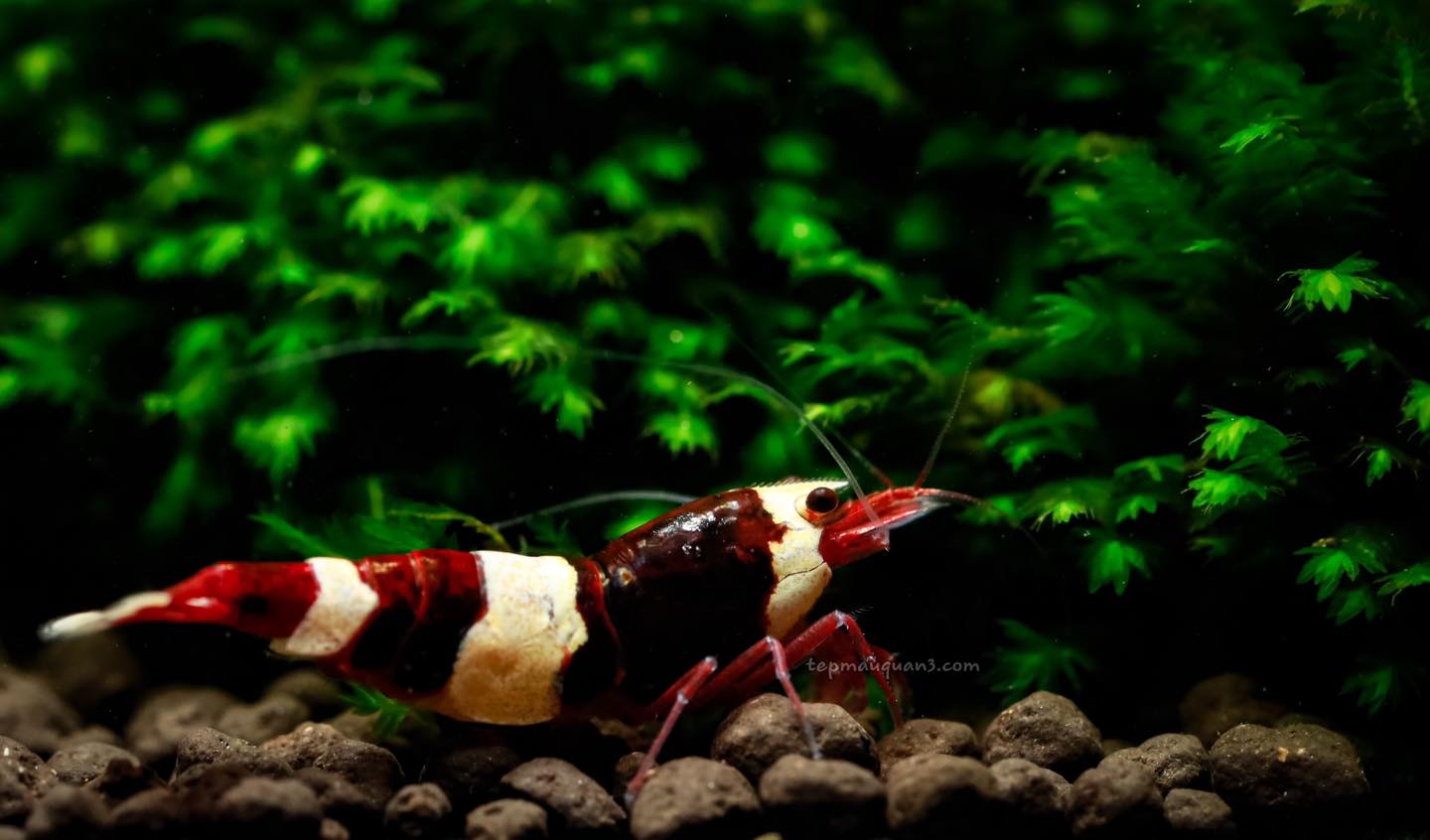 Wine Red Caridina Shrimp