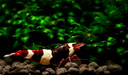 Wine Red Caridina Shrimp