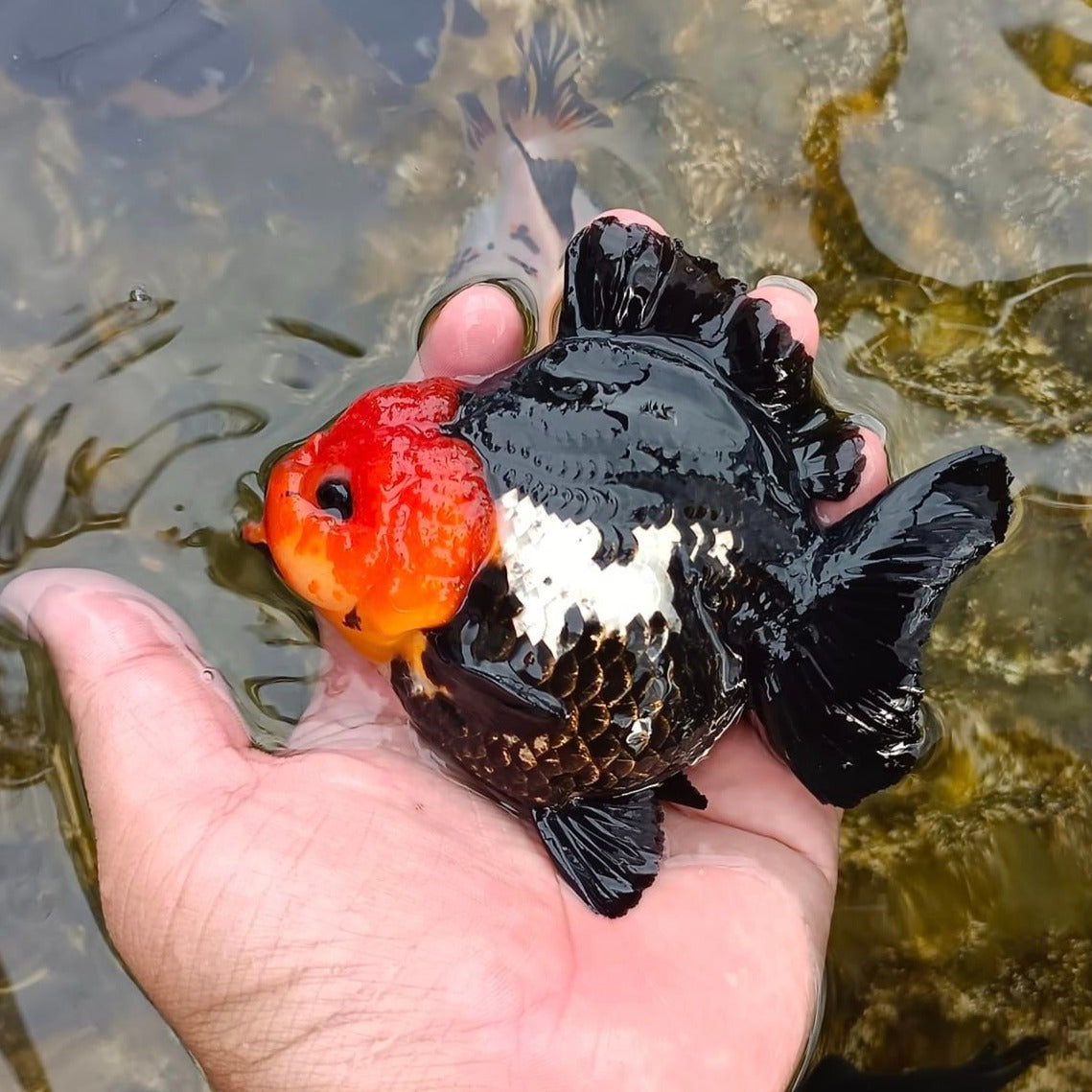 Red Head Tri Color Oranda Short Tail Goldfish 3-4 Inches | Mystery Goldfish