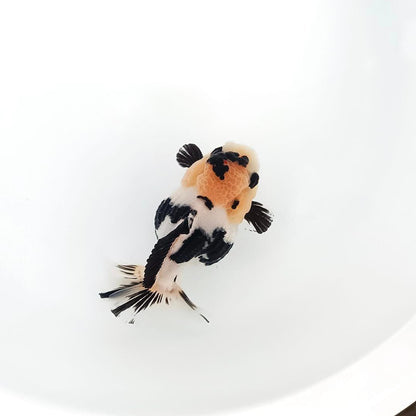 Panda Oranda Short Tail Goldfish 3-4 Inches | Mystery Goldfish