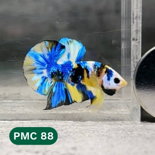 Multicolor Plakat Male Betta Fish |Show Grade|  You Pick Fish