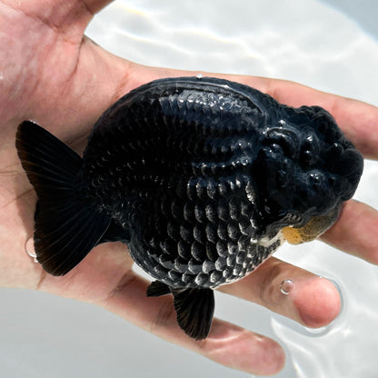 Jet Black Ranchu Goldfish | Mystery Goldfish | AAA Grade