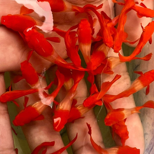 Albino Koi Red Ear Guppy Fish