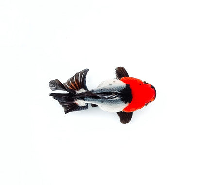 Tri Color Oranda Short Tail | AAA Grade | You Pick Goldfish