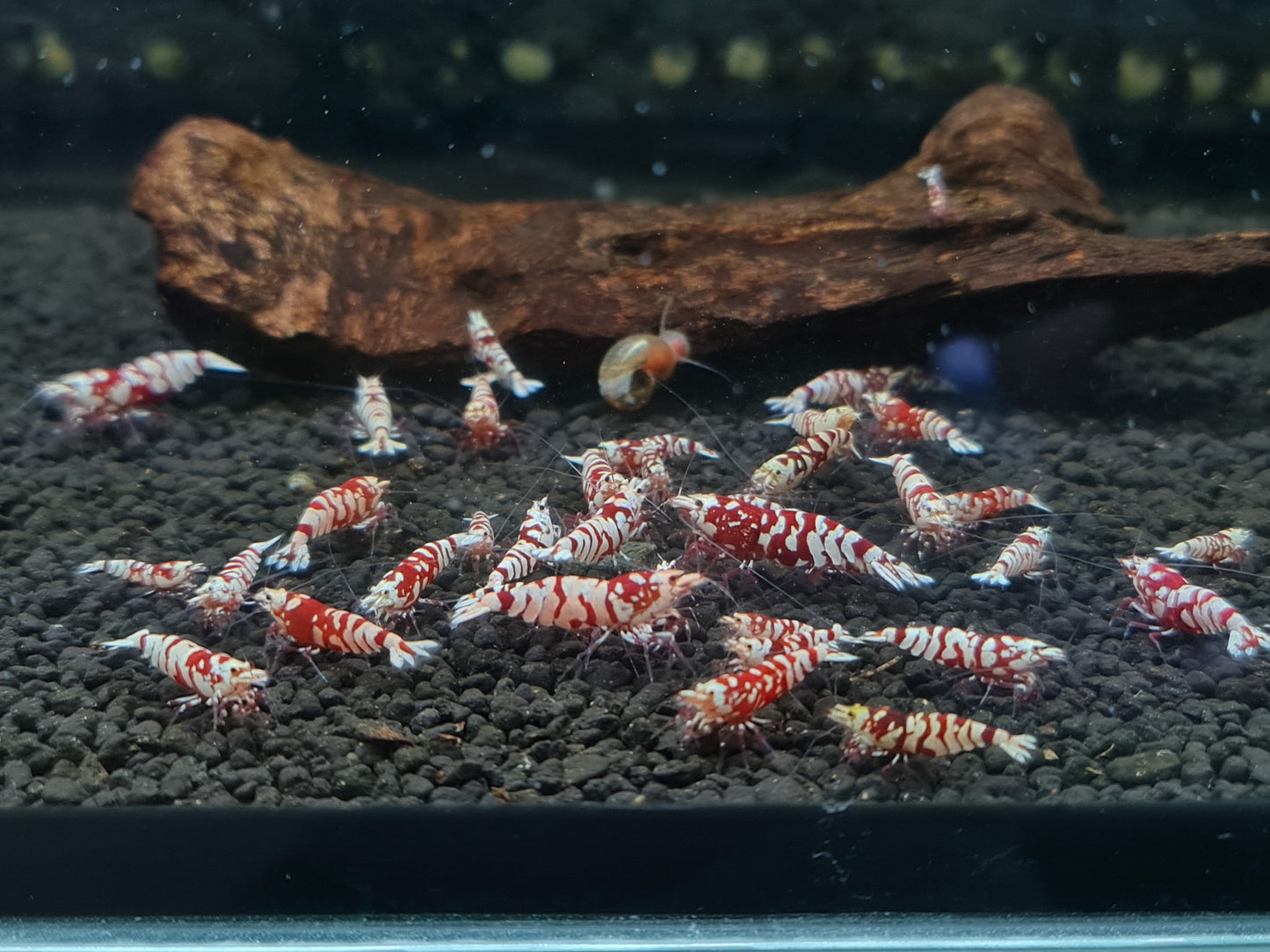 Red Fancy Tiger Caridina Shrimp