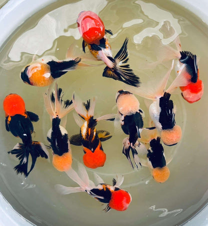 Tri Color Oranda Goldfish Mid Size 2 - 2.5 Inches | Mystery Goldfish