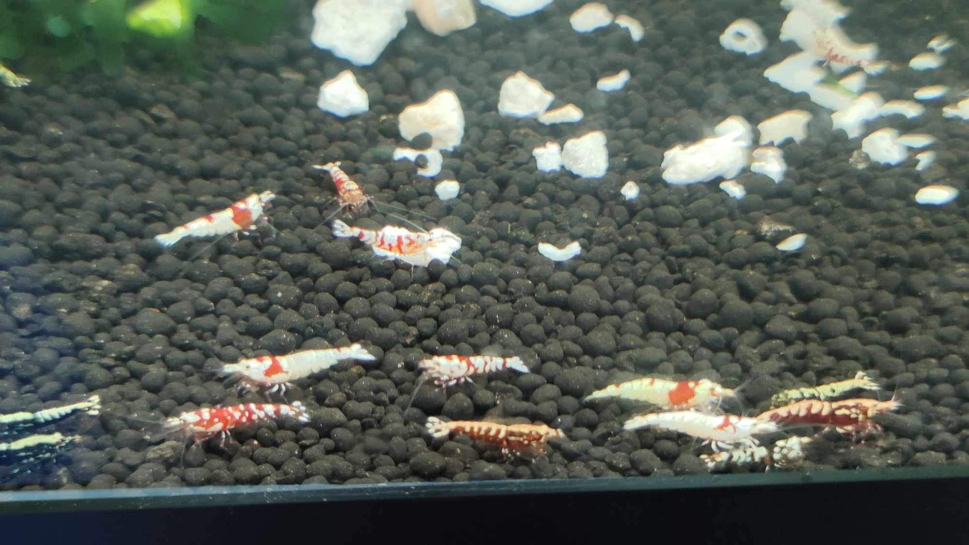 Mixed Caridina Shrimp