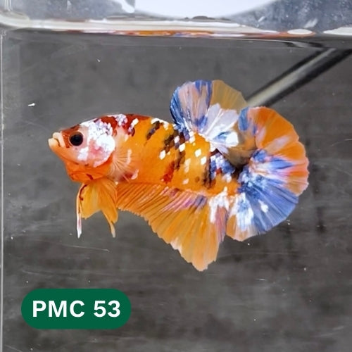Multicolor Plakat Male Betta Fish |Show Grade|  You Pick Fish