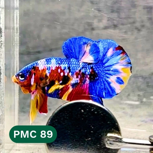 Multicolor Plakat Male Betta Fish |Show Grade|  You Pick Fish