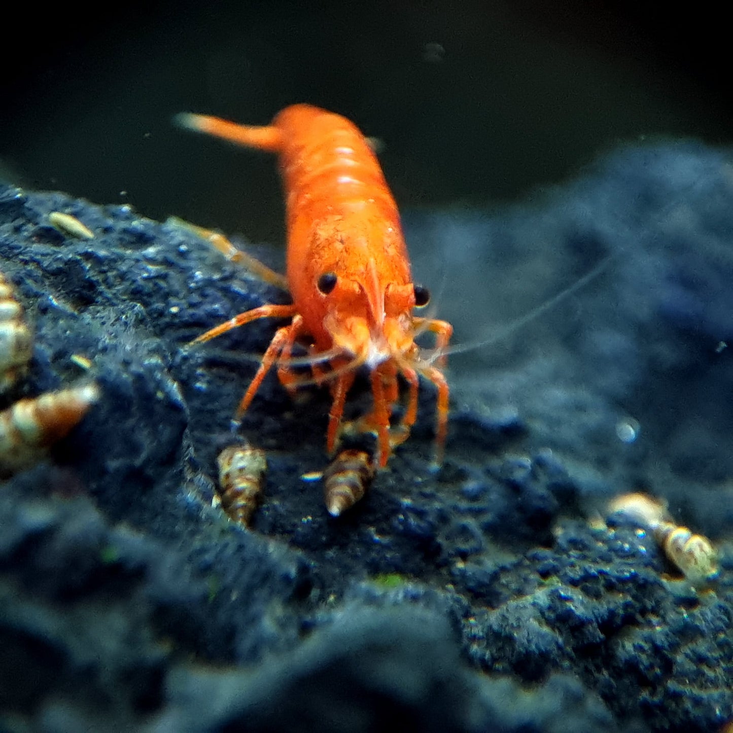 Orange Pumpkin Spice Sakura Neocaridia Shrimp