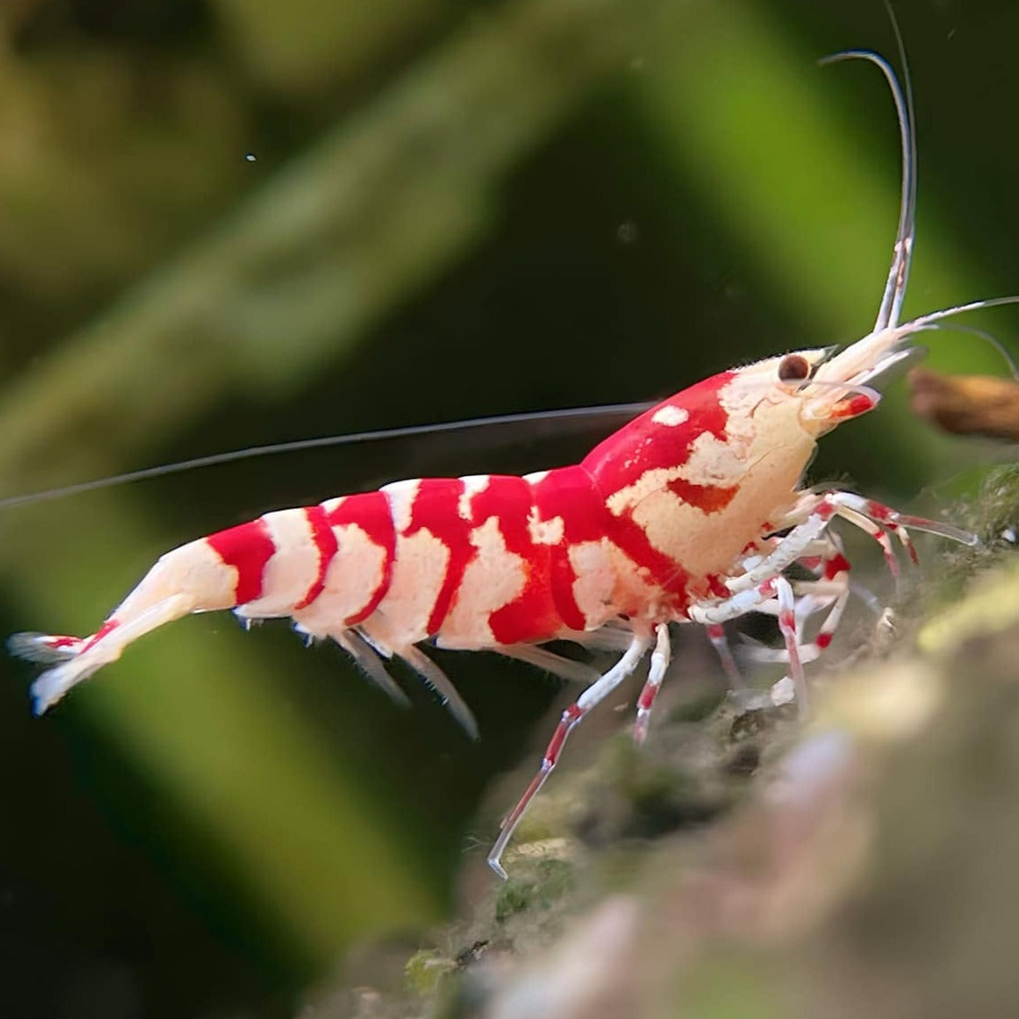 Red Fancy Tiger Caridina Shrimp