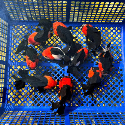 Red Head Tri Color Oranda Short Tail Goldfish 3-4 Inches | Mystery Goldfish