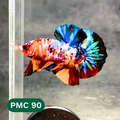 Multicolor Plakat Male Betta Fish |Show Grade|  You Pick Fish