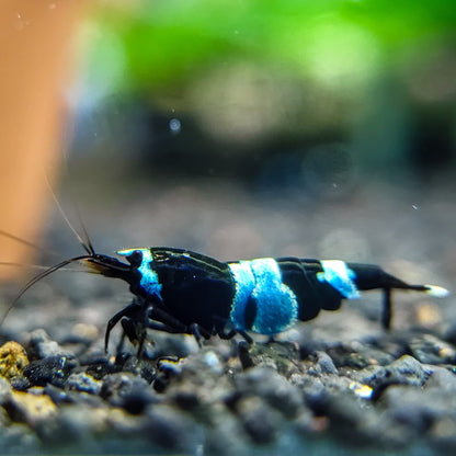 Shadow Panda Caridina Shrimp