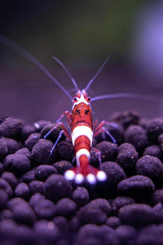 Red King Kong Caridina Shrimp