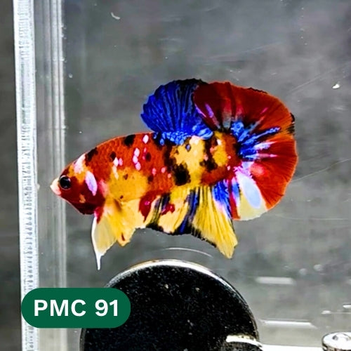Multicolor Plakat Male Betta Fish |Show Grade|  You Pick Fish