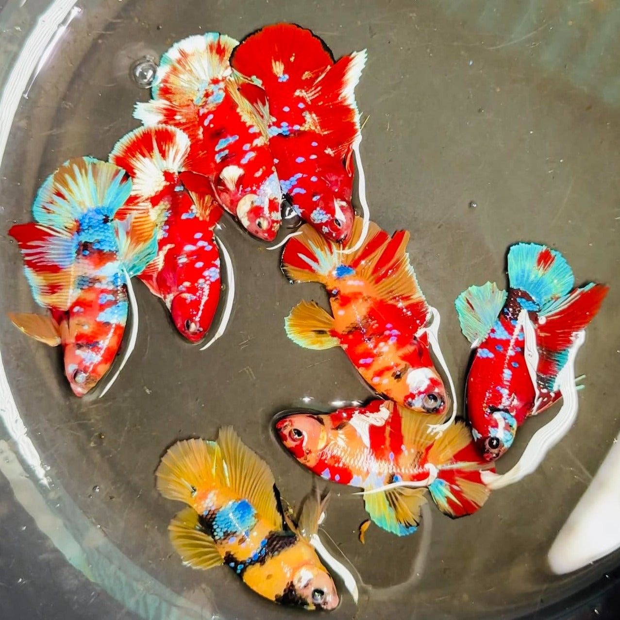 Koi Red Gold Female Betta Fish (Exotic Betta)