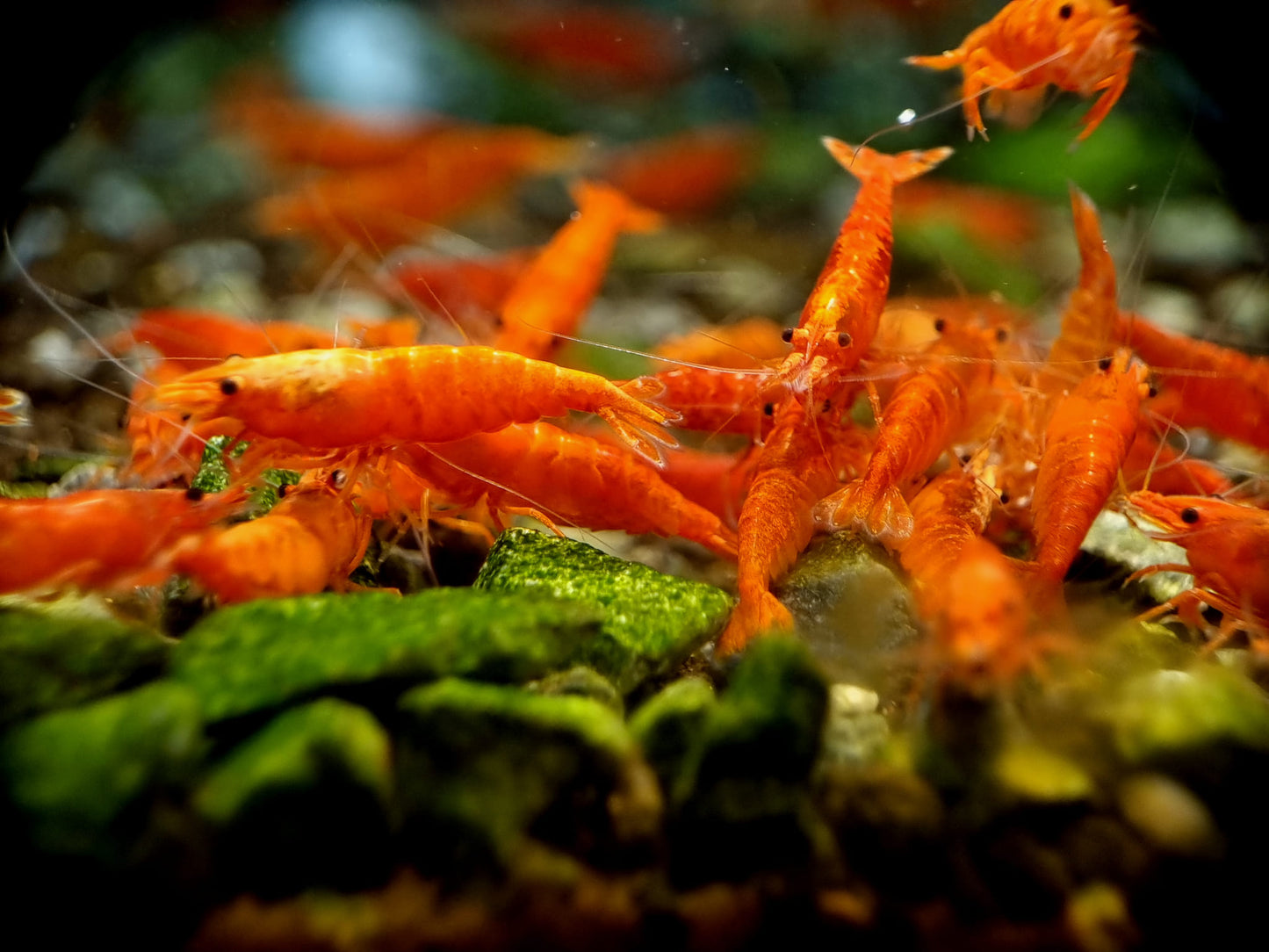 Orange Pumpkin Spice Sakura Neocaridia Shrimp