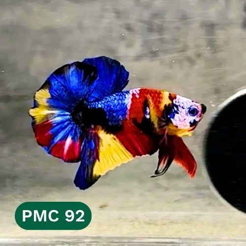 Multicolor Plakat Male Betta Fish |Show Grade|  You Pick Fish