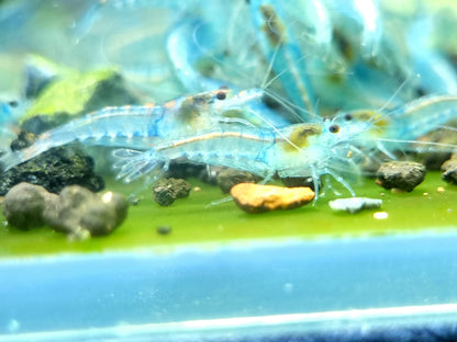 Blue Jelly Neocaridina Shrimp