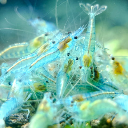 Blue Jelly Neocaridina Shrimp