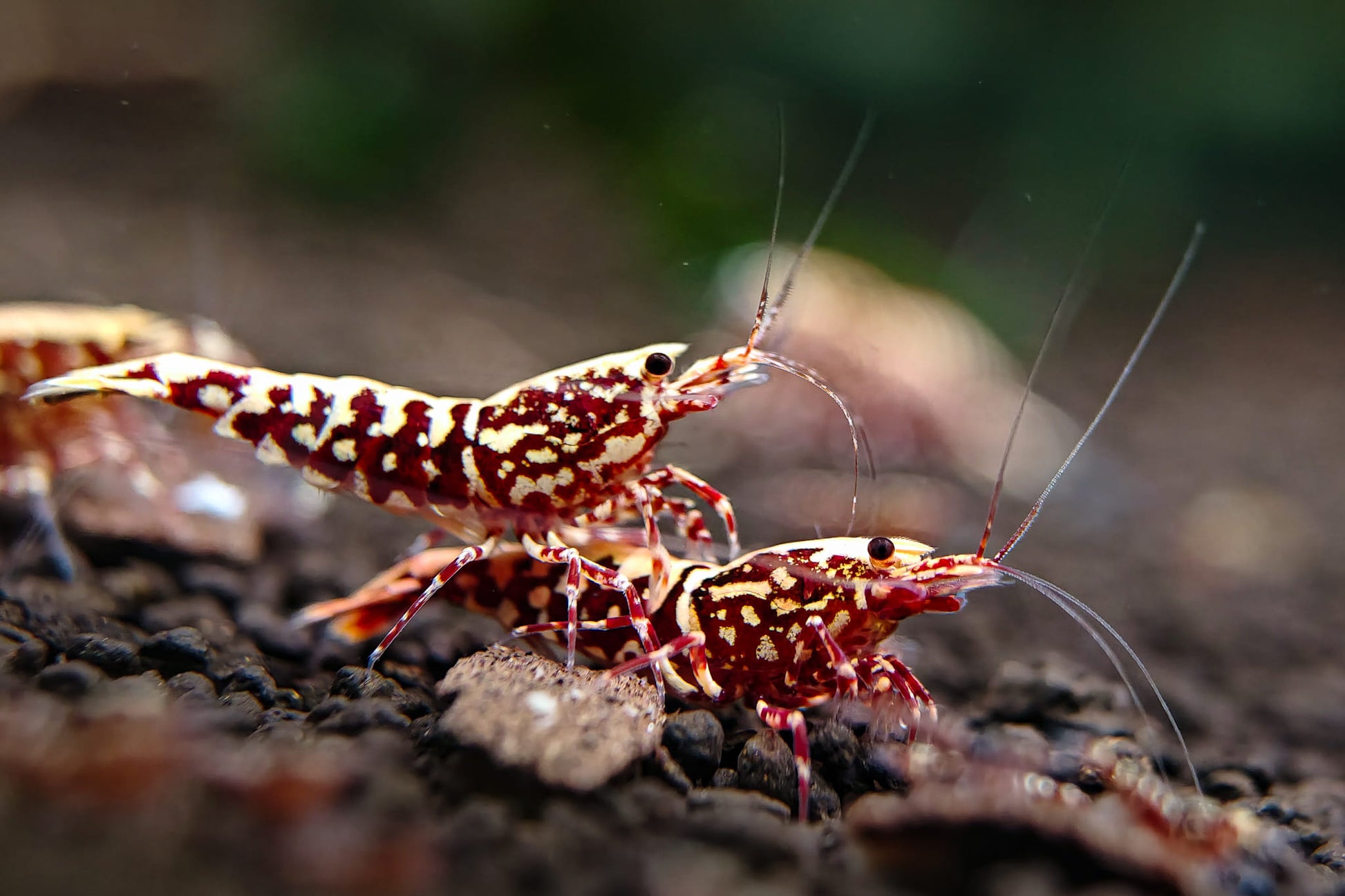 Red Galaxy Caridina Shrimp