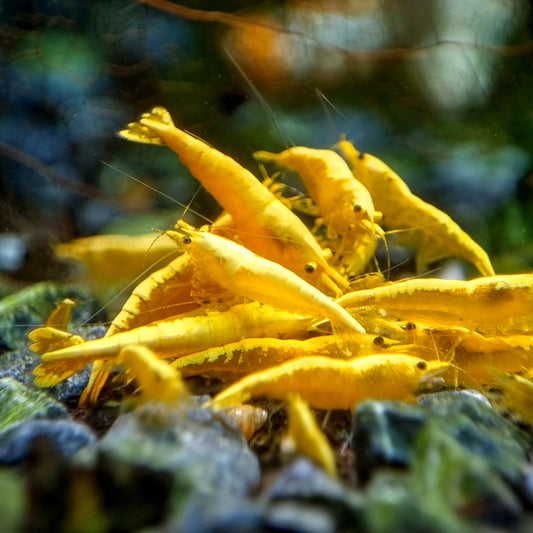 Yellow Golden Back Neocaridina Shrimp